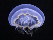 Ƃ񂳂̒߉sΐف@X̓eʐ^7