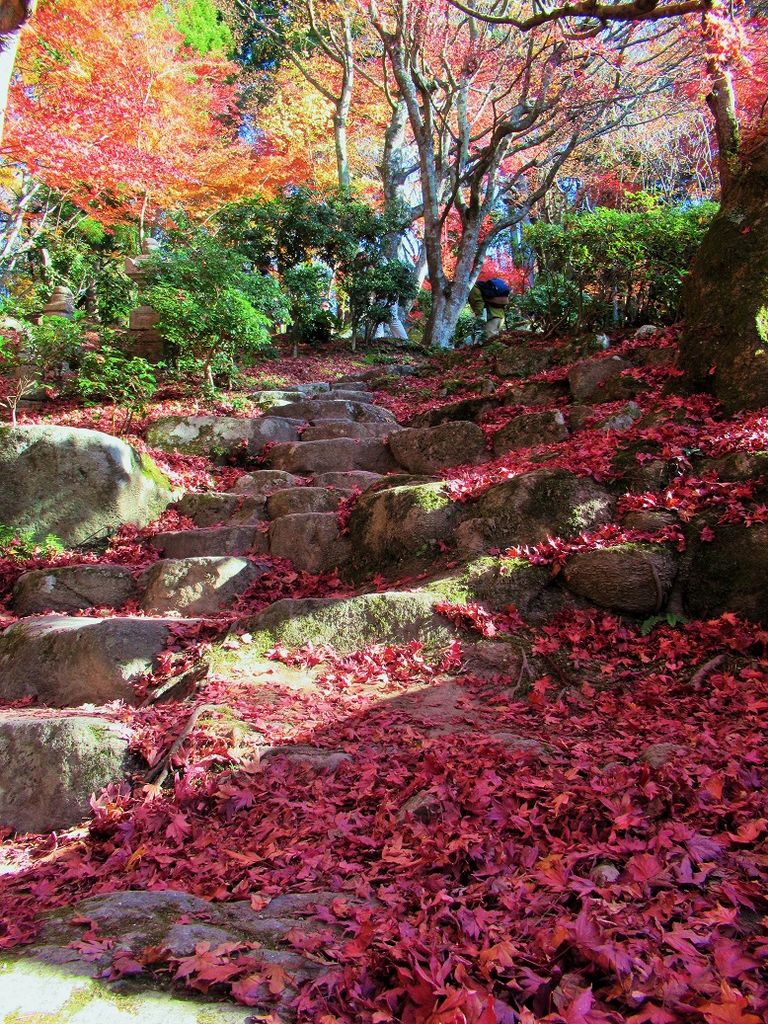 滋賀の神社・神宮・寺院ランキングTOP10 - じゃらんnet