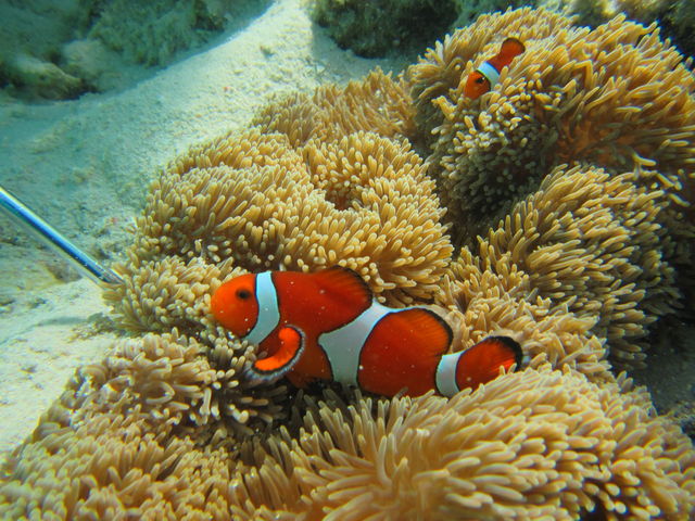 N}m~ɂ܂__Co[YlbgΊ_