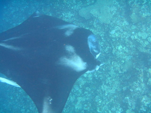 }^ɂ܂__Co[YlbgΊ_