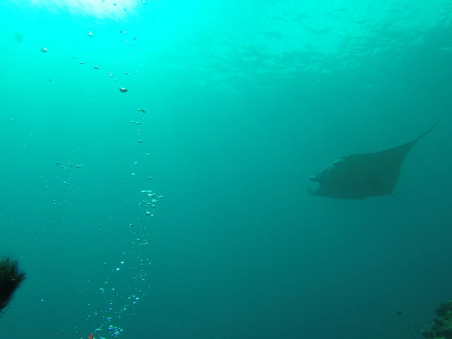 }^Rb`ɗ邱Ƃ__Co[YlbgΊ_