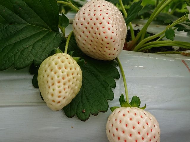 �V�g�̃C�`�S�A�͂��߂Ă��ׂ܂����B_�������E�u���[�x���[�_���@�x���[�̋�