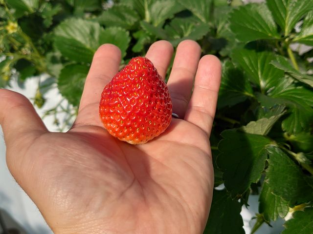 ȂłI_@FARM(Abgt@[)~襂܂x襃g}gY~