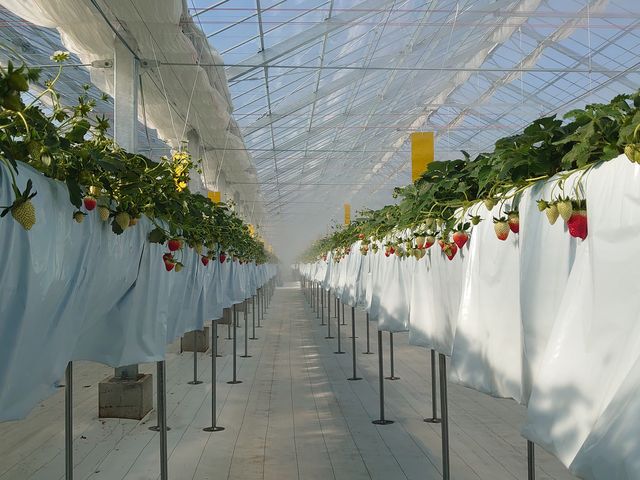 nEXłB_@FARM(Abgt@[)~襂܂x襃g}gY~