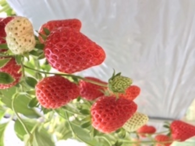 �͕P_�O�����������ّO�c