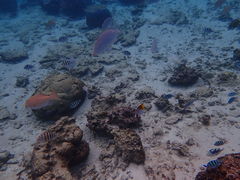 ��������0426����̃V���m�[�P�����{�@�I�L�i���ւ̓��e�ʐ^1