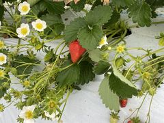 D̓V̂ʐ^ ܂邩ւ̓eʐ^1