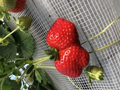 ܂[̕ct@[@x[ւ̓eʐ^1