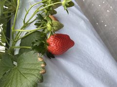 񂳂joumonfarmi傤ӂ[ށjւ̓eʐ^1