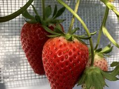 ̂ۂ̂񂽃t@[ւ̓eʐ^1