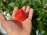 ₷@FARM(Abgt@[)~襂܂x襃g}gY~̓eʐ^4