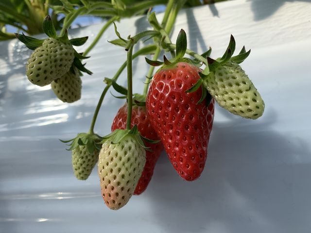 �͕P_���܂���t���[�c�t�@�[��