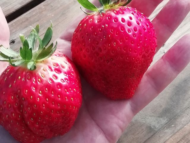 Ȃɑ傫C`SRHׂ_ނ̂ӂ[