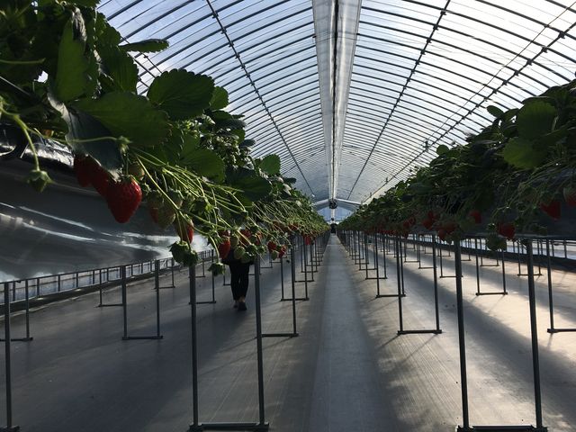 �傫���ăL���C�ȃn�E�X���_�Ђ���䕔_��