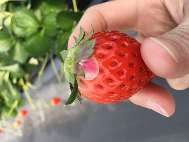 ���̃T�C�Y�����ςł�����`_�Ђ���䕔_��