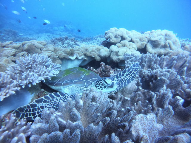 �E�~�K������_DS natura