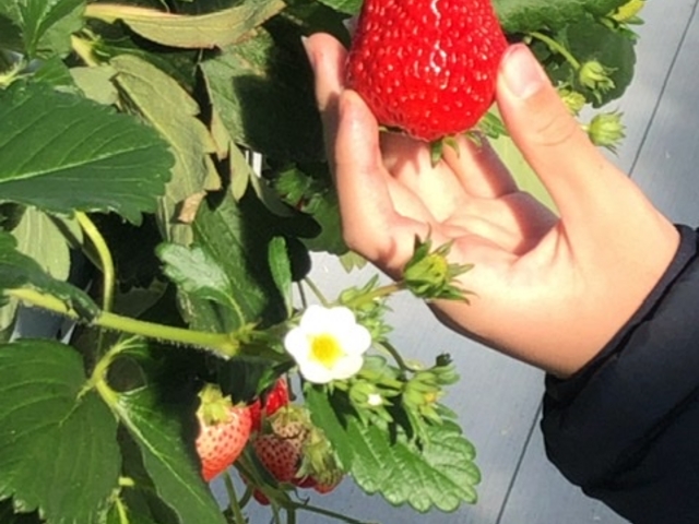 �傫���ĊÁ`���Ĕ�����������_�q���t�@�[��