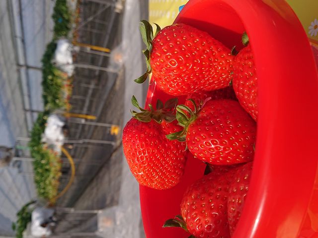 �����o�P�c(�w�^����)�ɓ���ăe�[�u���ł̂�т�B_�_���g���@�l�@���Ă�܉c�_�g��