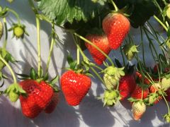 folYjoumonfarmi傤ӂ[ށjւ̓eʐ^1