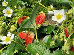 ������������̃T�N�U�_���ւ̓��e�ʐ^1