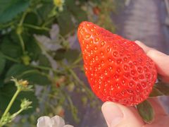 Ђ낢̔_g@l@Ă܉c_gւ̓eʐ^1