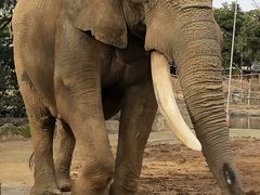 セルコホーム ズーパラダイス八木山 八木山動物公園 の口コミ一覧