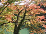 jkammy07̊k΂̓eʐ^1