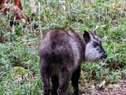 �V���g���X�L�[����̖{�򉷐�̓��e�ʐ^1