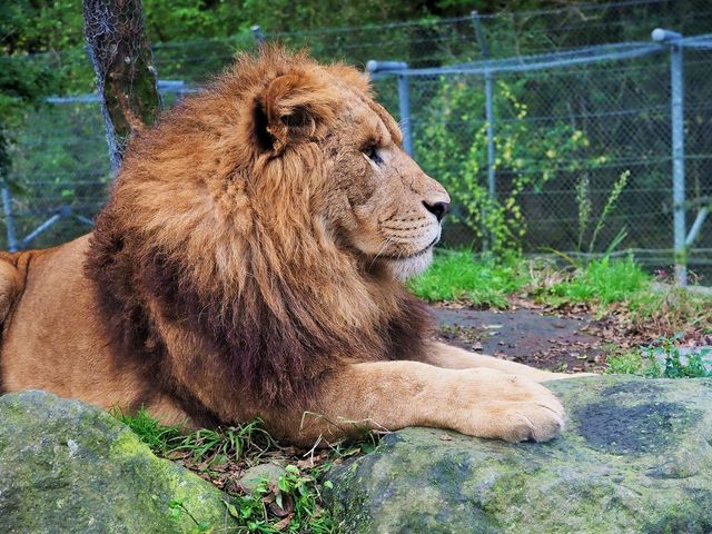 ���C�I��_�x�m�T�t�@���p�[�N