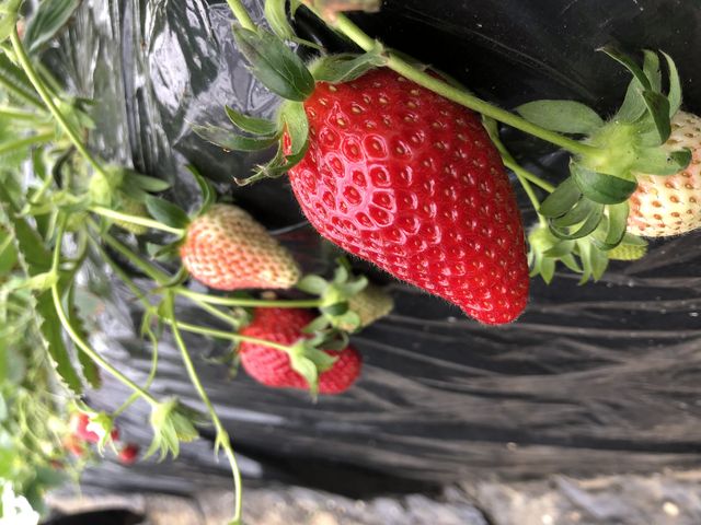 ���n�C�`�S(^^)_�R���_��