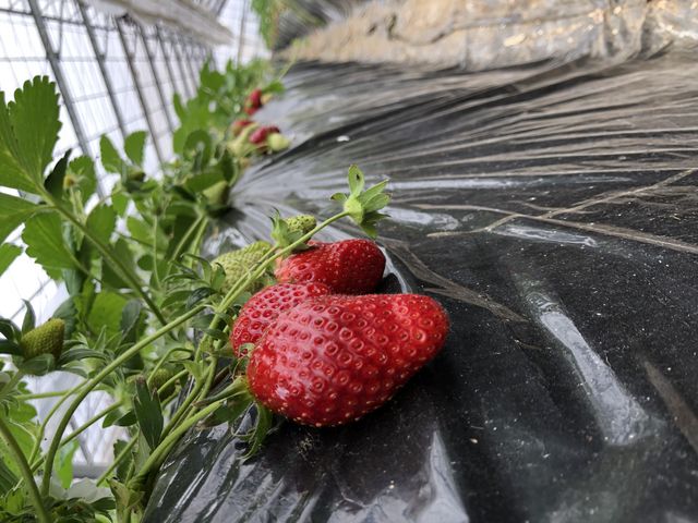 ���ł͏��Ȃ��嗱�ȃC�`�S_�R���_��