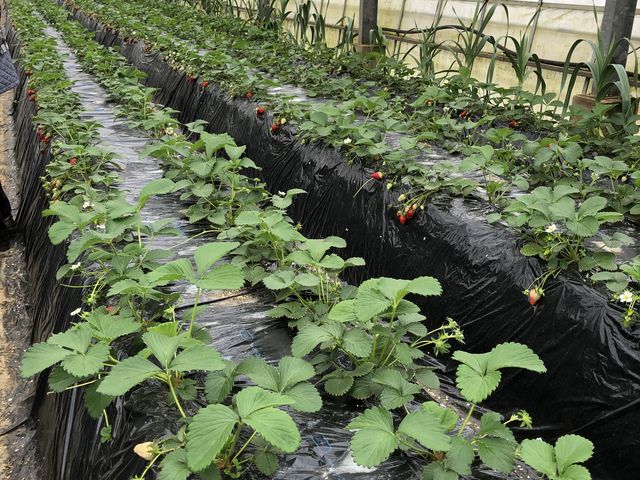 ���C�����ς��̃C�`�S�B(^^)
_�R���_��