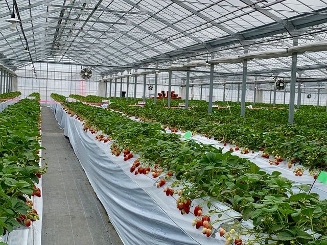 ��̃��[���͂ƂĂ�����_�|���|���R�X�g���x���[(Pon Pon YAMA Strawberry)