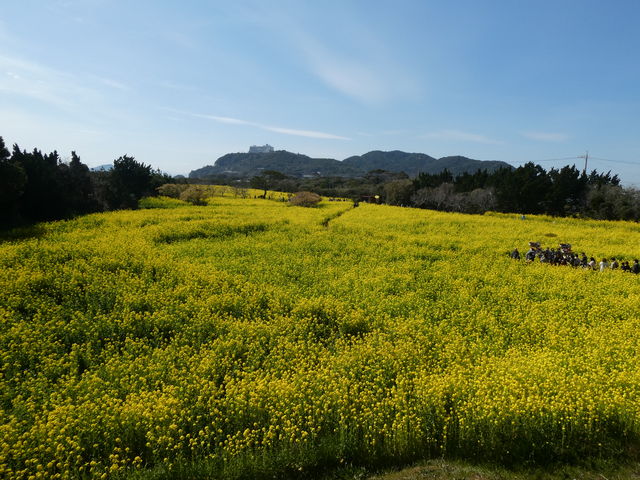 �Ȃ����̋u���猩���ɗǌΖ�����_�ɗǌ΍؂̉ԃK�[�f��