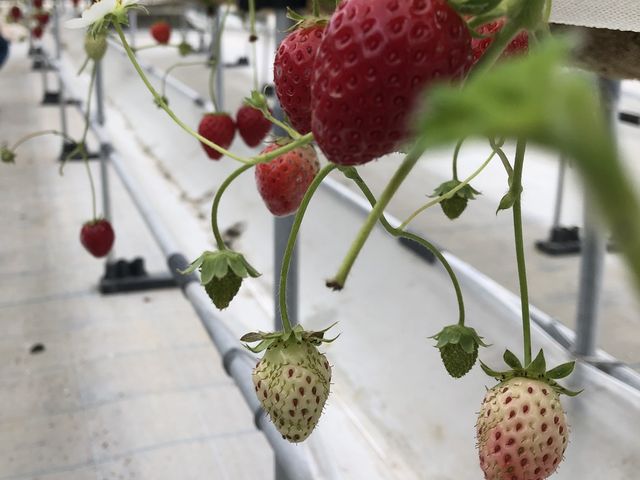 �C�`�S����_����C�`�S�@�����n�E�X