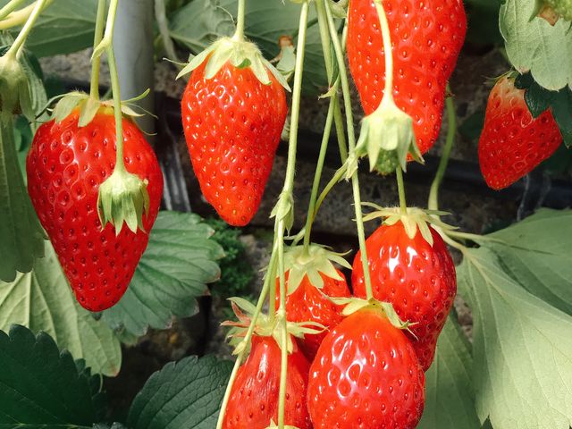 �Ԃ��đ傫���ĊÂ�䕂���������Ȃ��Ă܂����I_�}���C�_��