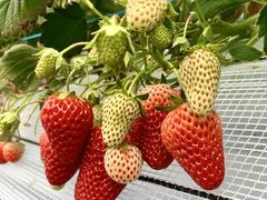 Ẽ||RXgx[(Pon Pon YAMA Strawberry)ւ̓eʐ^4