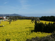 ^bN̈ɗǌ΍؂̉ԃK[f̓eʐ^3