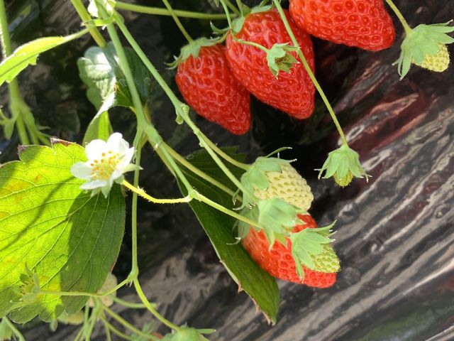 �Ԃ��đ傫���_��{��������