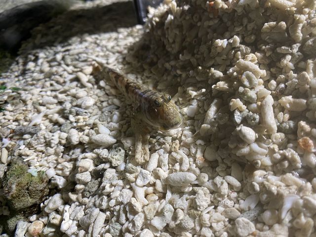 �����I�I_�T�P�̂ӂ邳�Ɛ�ΐ�����