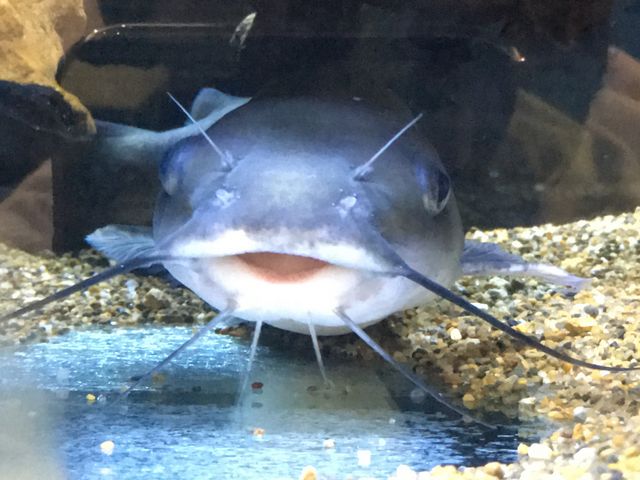 ナマズ君も待ってます_かすみがうら市水族館