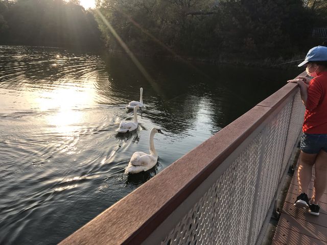 �����̂��o�}��_���̐X�k��B�S���t�R�[�X