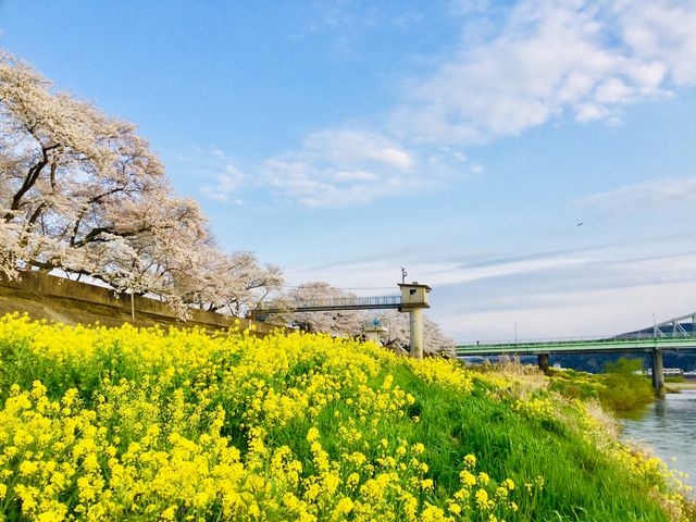 尾関山公園の桜 アクセス 営業時間 料金情報 じゃらんnet