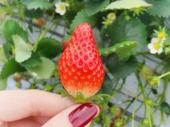 肳̂񂿂ނւ̓eʐ^1