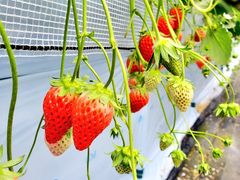 肳̂񂿂ނւ̓eʐ^2