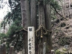 シトラさんの千光寺の五本杉の投稿写真2