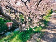 ��������񂳂�̐��a�_�Ђ̓��e�ʐ^5