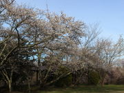 ����������̏H�t�R�̍��̓��e�ʐ^1