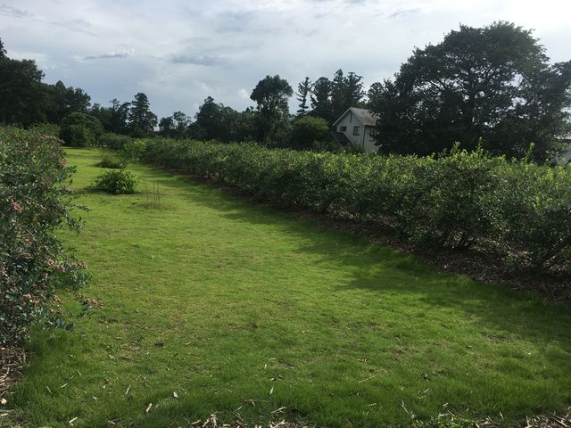 �u���[�x���[��_���ʂ���ӂ��[��