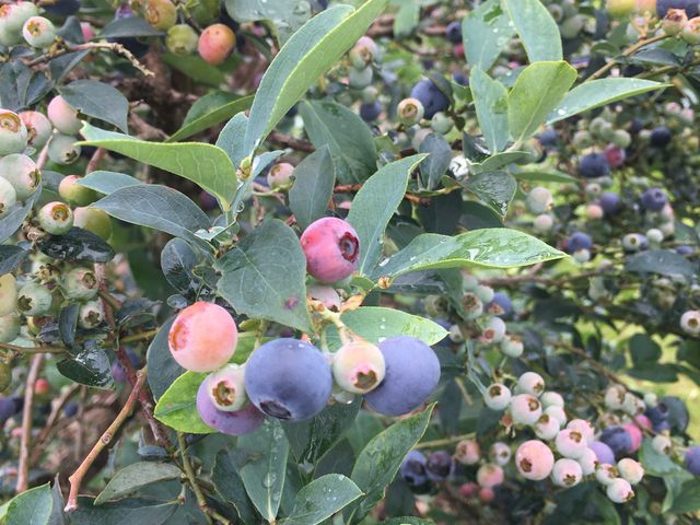 �u���[�x���[_���ʂ���ӂ��[��